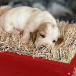 Ginger - Red and white male Basset Hound puppy in Lone Jack, Missouri from Wee Little Bassets