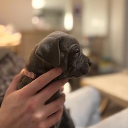 Pinky Poo - Gray brindle female Cane Corso puppy in Jacksonville, North Carolina from Cor Dei Cane Corso