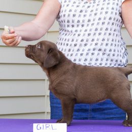 Gordon Setter and Labrador Retriever Puppies from Fenwyck