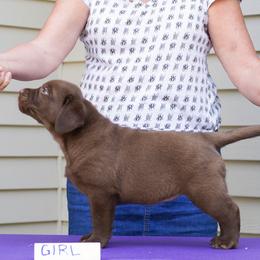 Gordon Setter and Labrador Retriever Puppies from Fenwyck