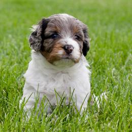 Sneezy - male Australian Mountain Doodle puppy in Decatur, Illinois from Signature Doodles