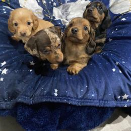 Dachshund Puppies from JnA Dachshunds