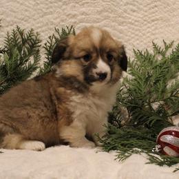Angel - Pembroke Welsh Corgi puppy from Covered Bridge Corgis