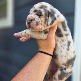 Sparkle blue harlequin - Harlequin female Great Dane puppy in Port Clinton, Ohio from LakeSide Danes