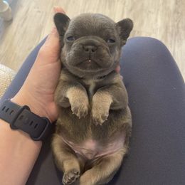 French Bulldog Puppies from NC French Kiss-A-Bulls