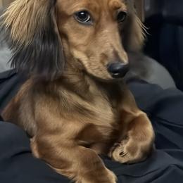 Dachshund Puppies from EntityDachs
