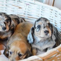 Dachshund Puppies from Dreamheart Dachshunds