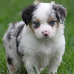 Cookie - Blue merle female Miniature American Shepherd puppy in South El Monte, California from Red Moon Mini Aussies