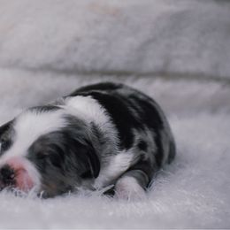 Primrose - Blue merle female Miniature American Shepherd puppy in Chocowinity, North Carolina from Foxtail Hollow