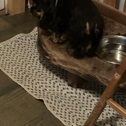 Cocker Spaniel Puppies from Cockers of Country Lane