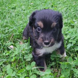 Galena - Black tri female Miniature Australian Shepherd puppy in Sunbury, Pennsylvania from Elemental Mini Aussies