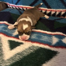 Gingersnap (Girl 1) - Red female Pembroke Welsh Corgi puppy in Maupin, Oregon from Bailey Nannini