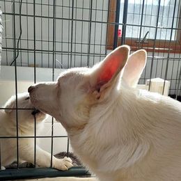 German Shepherd Puppies from Haus Skyborne Shepherds