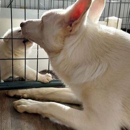 German Shepherd Puppies from Haus Skyborne Shepherds