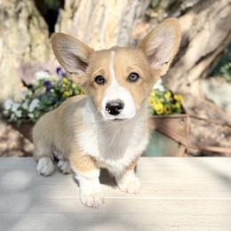 Sparky - White and red male Pembroke Welsh Corgi puppy in Saint Ignatius, Montana from Rustic Barn Kennels