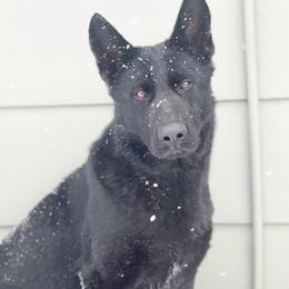 Noir - Black female German Shepherd puppy in Denver, Colorado from Morales Kennels