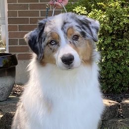 Farrah  - Australian Shepherd