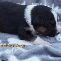 Pancake - Black tri-color male Australian Shepherd puppy in Burbank, South Dakota from Dakota Rose Aussies