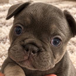 Violet - Blue female French Bulldog puppy in Chesnee, South Carolina from Michael & Raisa