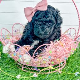 Oreo - Black female Poodle puppy in from Pink Poodles and Doodles