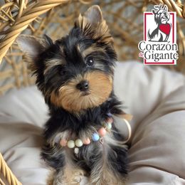 Annabelle - Black and tan female Yorkshire Terrier puppy in California from Corazon de gigante