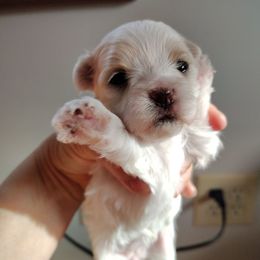 Tinkerbelle - White female Morkie puppy in Pine Grove, Pennsylvania from Cathy Burns