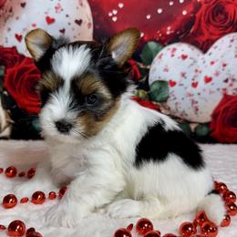 Girl 1   4300 - Black tan and white female Biewer Terrier puppy in Nicholls, Georgia from Southeast Biewers