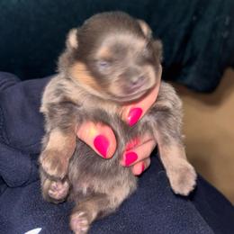 Blue and tan king - Blue and tan male Pomeranian puppy in Fayetteville, North Carolina from Tar-heel Poms