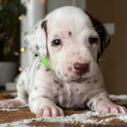 3rd pick male - White and liver brown male Dalmatian puppy in Lake Mathews, California from Bully Market
