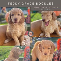 Goldendoodle Puppies from Teddy Grace Doodles