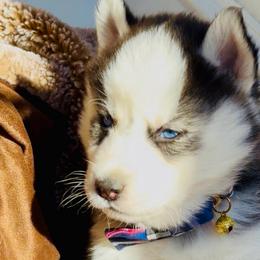 Jett - Black and white male Siberian Husky puppy in Atlanta, Georgia from Lobban Huskies