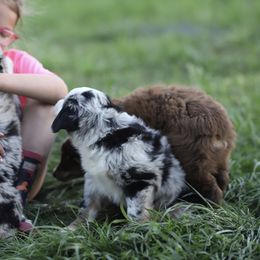 Miniature Australian Shepherd Puppies from Rocking AW Aussies