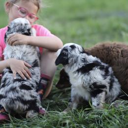 Miniature Australian Shepherd Puppies from Rocking AW Aussies