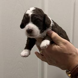Tipper - Brown and white female Bernedoodle puppy in Raleigh, North Carolina from Crabtree Doodles