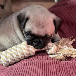 Patrick - Fawn male Pug puppy in Moorefield, West Virginia from Wratchford Farms