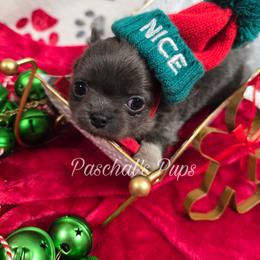 Badger - Blue and white male Chihuahua puppy in Bowdon, Georgia from Paschal's Pups