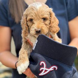 Luke - Cream male Goldendoodle puppy in Columbia, South Carolina from Glittering Grace Goldendoodles