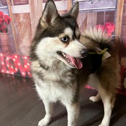 Arctic - Pomsky