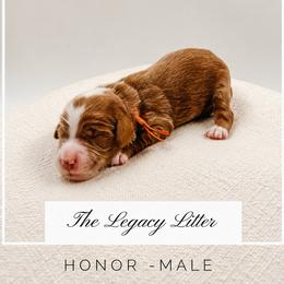 Honor - Red  male Goldendoodle puppy in Hollister, Missouri from Wild Acres Goldendoodles