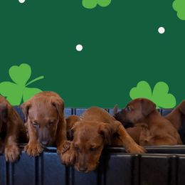 Irish Terrier Puppies from Irish Rose Kennels