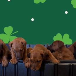 Irish Terrier Puppies from Irish Rose Kennels