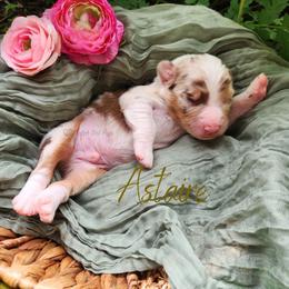 Astaire - The Leading Man - Red merle male Australian Shepherd puppy in Pittsville, Wisconsin from Match Dot Pup