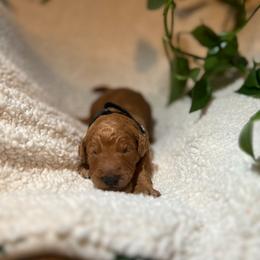 Goldendoodle Puppies from PurdyDoodles