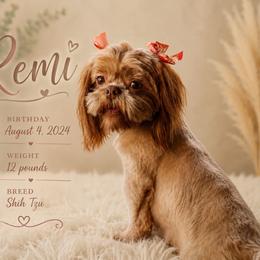 Shih Tzu puppies from Pretty Paws & Pearls Shih Tzu's
