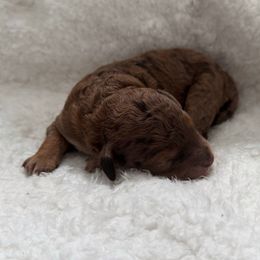 Bernedoodle and Poodle Puppies from Orange Blossom Poodles & Doodles