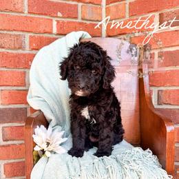 Amethyst - Black and white female Aussiedoodle puppy in Corydon, Indiana from Ridgeline Doodles