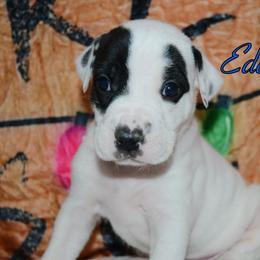 Eddie - male Alapaha Blue Blood Bulldog puppy in Walbridge, Ohio from United Alapaha Bulldogs