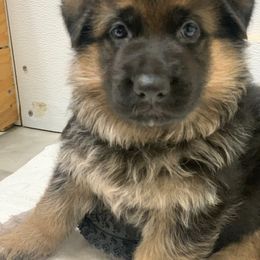German Shepherd Puppies from Vom Goodchris German Shepherds