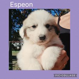 Espeon - White and badger female Great Pyrenees puppy in Mikado, Michigan from Brittain Family Farm