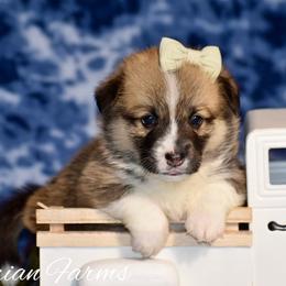 Daisy - Red female Pembroke Welsh Corgi puppy in East Canton, Ohio from Victorian Farms